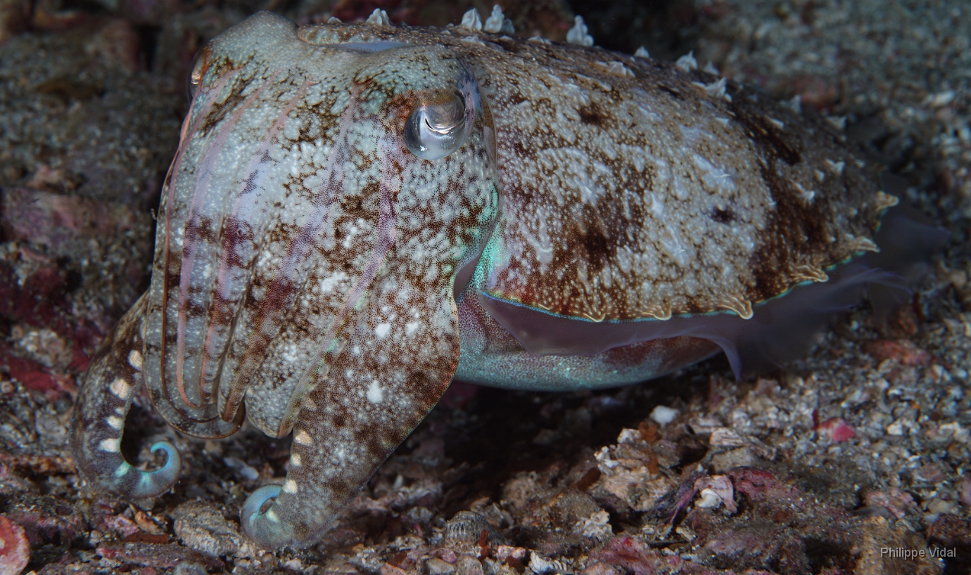 Birmanie - Mergui - 2018 - DSC03045 - Broadclub cuttlefish - Seiche - Sepia latimanus.jpg